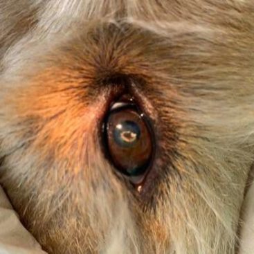 Augenheilkunde - Tierarzt blu beethoven