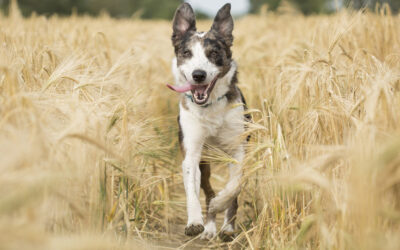 Hitzschlag beim Hund: Zu über 50 Prozent tödlich!