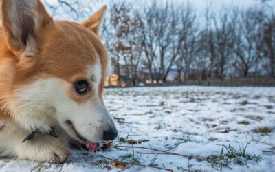 Juchuuu es schneit – wenn Hunde Schnee fressen