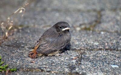 Jungvogel gefunden – was tun?