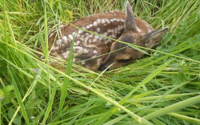 Wildtiere in Not? Richtige Vorgehensweise beim Fund von Wildtieren