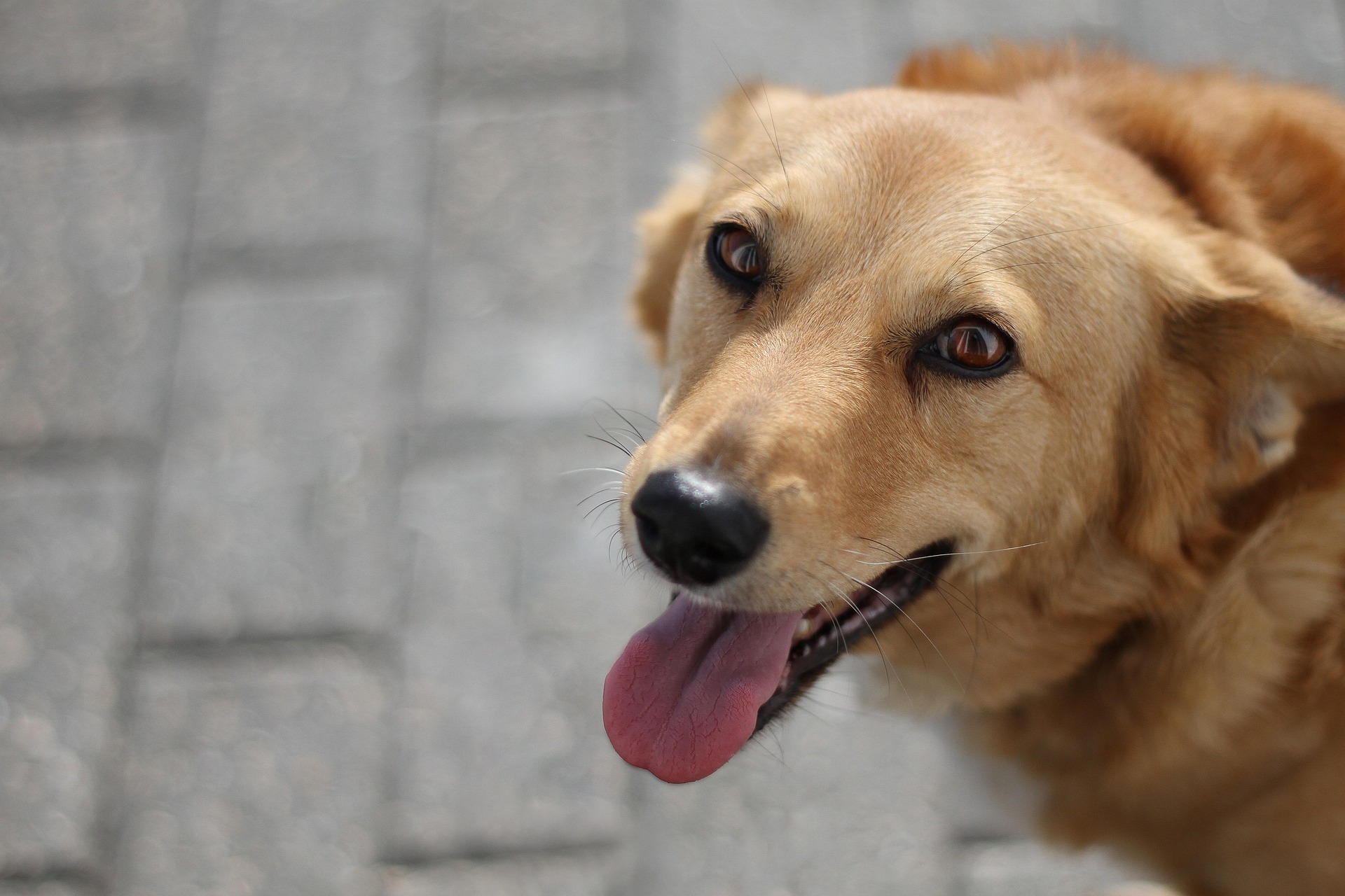 Hitzschlag beim Hund – Jede Minute zählt